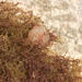 Herdmania fimbriae - Photo (c) Warwick Moyse, algunos derechos reservados (CC BY-NC), subido por Warwick Moyse