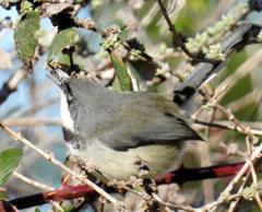 Apalis thoracica claudei