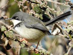 Apalis thoracica claudei