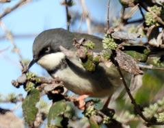 Apalis thoracica claudei