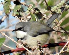Apalis thoracica claudei