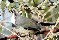 Apalis thoracica claudei