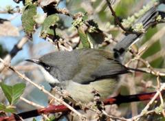 Apalis thoracica claudei