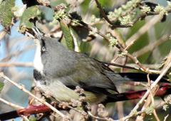 Apalis thoracica claudei