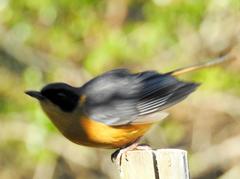 Cossypha dichroa dichroa