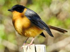 Cossypha dichroa dichroa