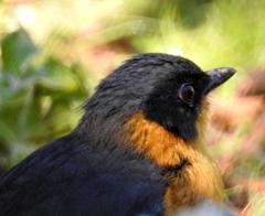 Cossypha dichroa dichroa