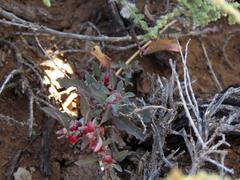 Atriplex semibaccata appendiculata