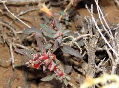 Atriplex semibaccata appendiculata