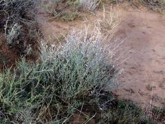 Atriplex vestita