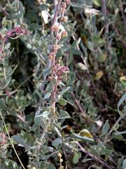Atriplex vestita