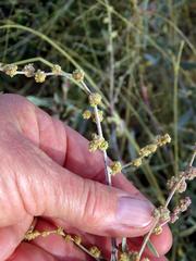 Atriplex vestita