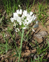 Allium canadense