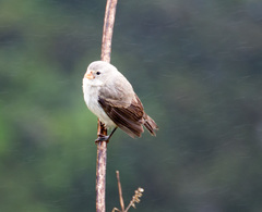 Camarhynchus parvulus