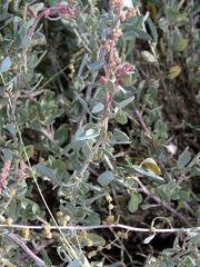 Atriplex vestita