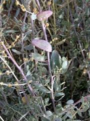 Atriplex vestita