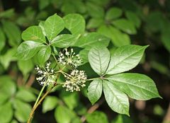 Eleutherococcus senticosus