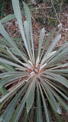 Espeletia corymbosa