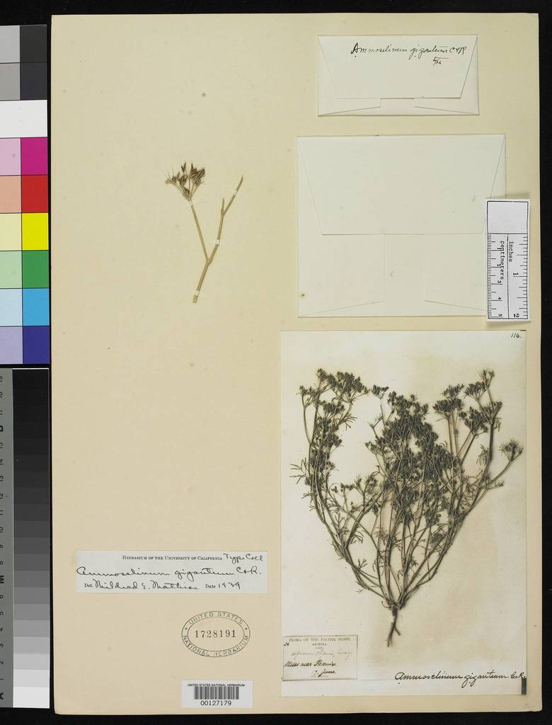 desert sand-parsley