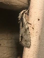 Acronicta lobeliae