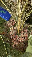 Crassula setulosa rubra