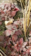 Crassula setulosa rubra