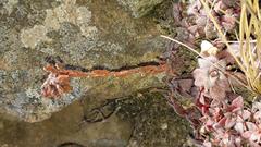 Crassula setulosa rubra