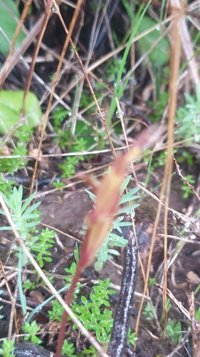 Image of Cyrtostylis robusta by (c) Rosalie Lawrence, some rights reserved (CC BY)