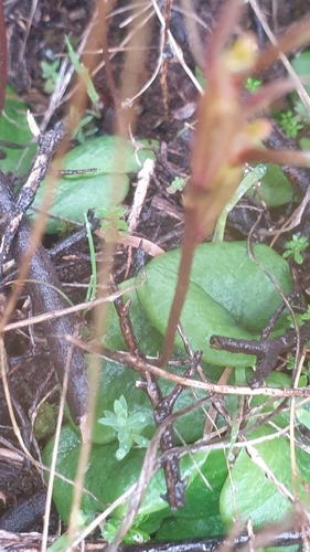 Image of Cyrtostylis robusta by (c) Rosalie Lawrence, some rights reserved (CC BY)