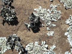 Xanthoparmelia hottentotta