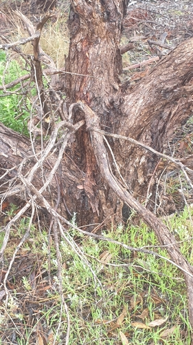 Image of Eucalyptus porosa by (c) Rosalie Lawrence, some rights reserved (CC BY)