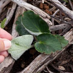 Pelargonium asarifolium