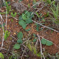 Pelargonium asarifolium