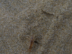 Bellorchestia quoyana