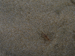 Bellorchestia quoyana