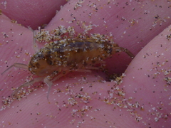 Bellorchestia quoyana