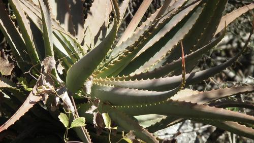 Aloe arborescens