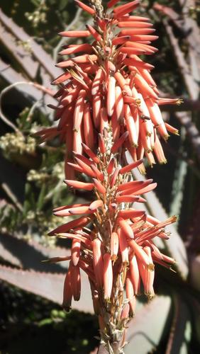 Aloe arborescens