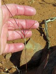 Aristida congesta barbicollis