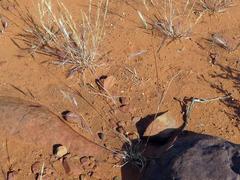 Aristida congesta barbicollis