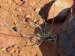 Aristida congesta barbicollis