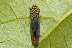 Dilobopterus costalimai