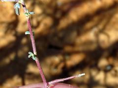 Indigofera sessiliflora