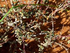 Indigofera sessiliflora