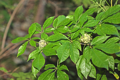 Eleutherococcus senticosus