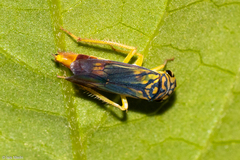 Dilobopterus costalimai