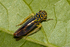 Dilobopterus costalimai