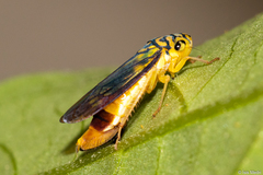 Dilobopterus costalimai