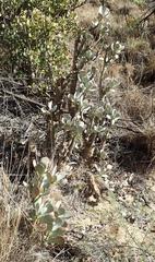 Crassula arborescens arborescens