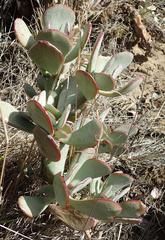 Crassula arborescens arborescens